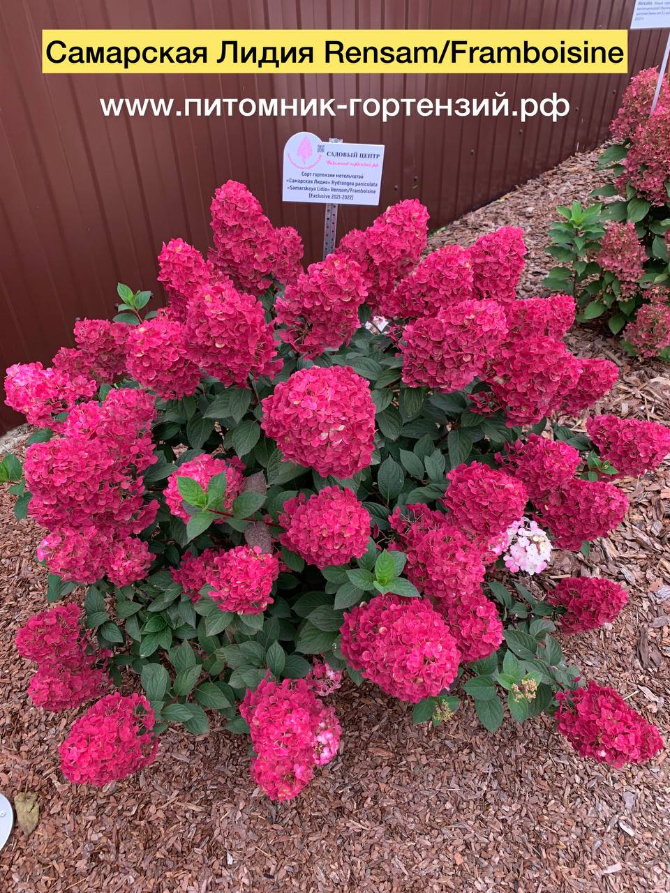 Самарская Лидия