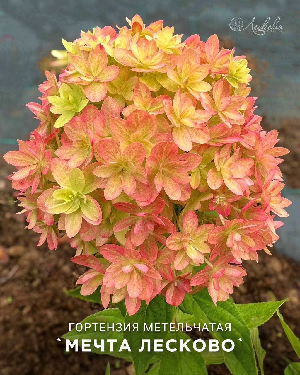 Мечта Лесково