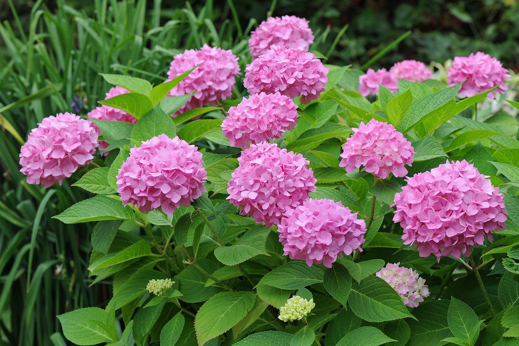 Бесконечное Лето